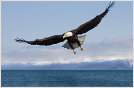 EAGLE